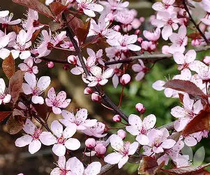 Prunus Nigra Flowering Cherry
