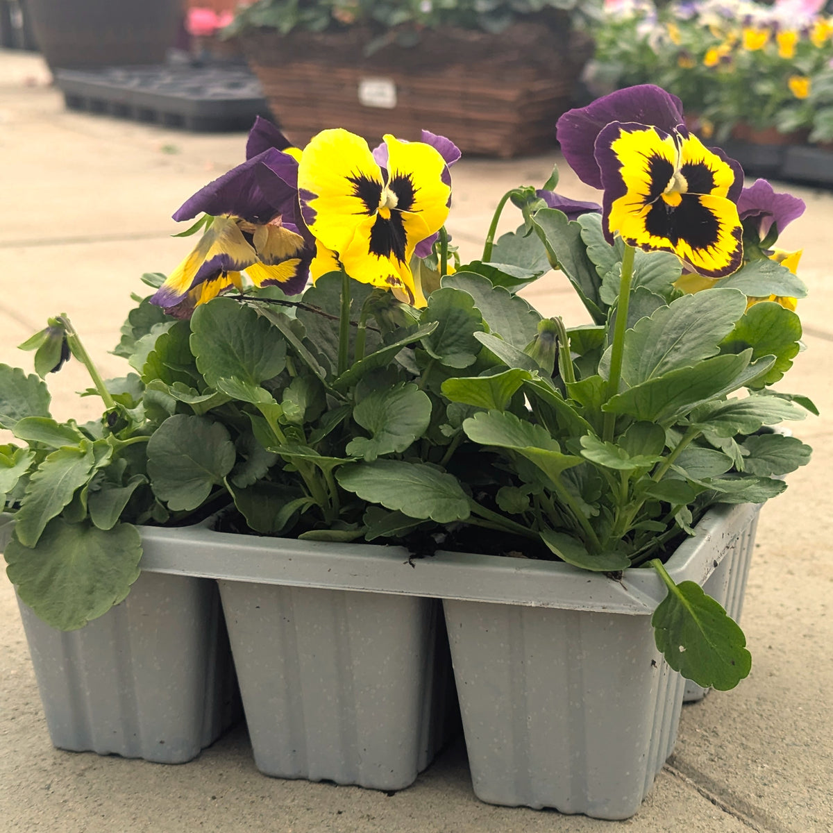 Three gray plastic seed-starting trays containing green leafy plants with yellow and purple pansies, photographed outdoors on a concrete surface.