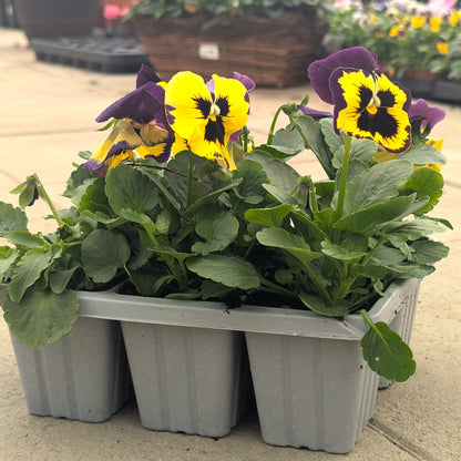 Three gray plastic seed-starting trays containing green leafy plants with yellow and purple pansies, photographed outdoors on a concrete surface.