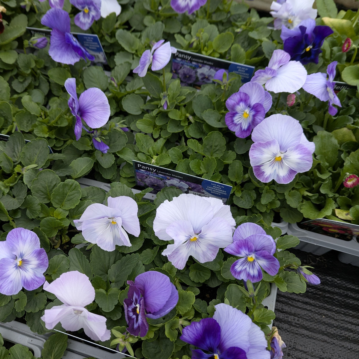 Purple and white pansies growing in a tray with green foliage, garden labels, and a dark textured floor visible in the background.