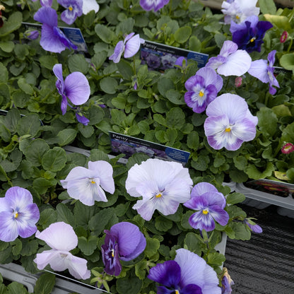 Purple and white pansies growing in a tray with green foliage, garden labels, and a dark textured floor visible in the background.