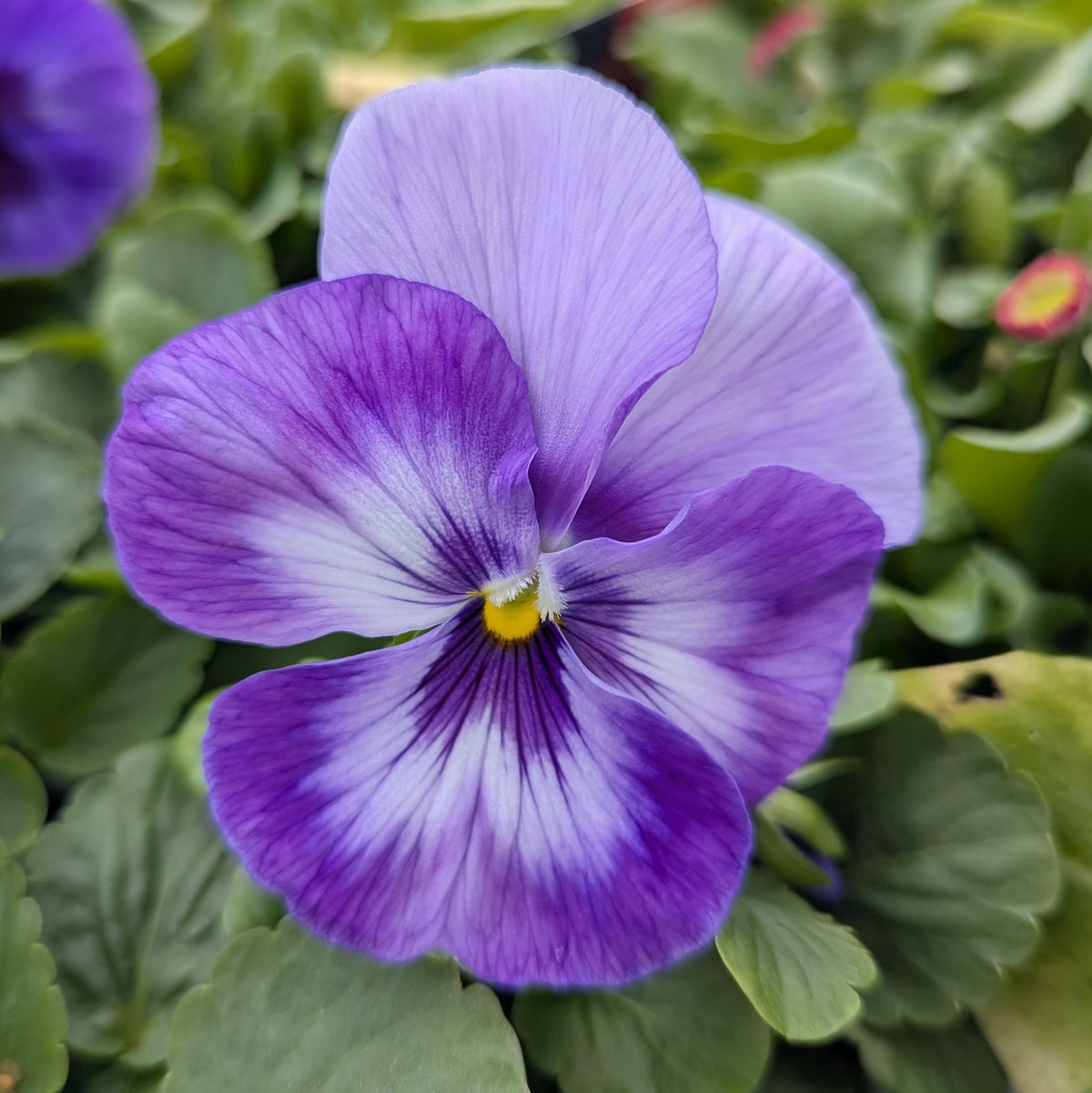 A close-up of a purple and white pansy flower with a small yellow center, surrounded by green leaves.