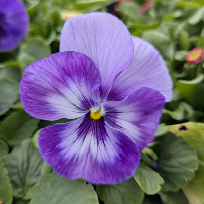 A close-up of a purple and white pansy flower with a small yellow center, surrounded by green leaves.