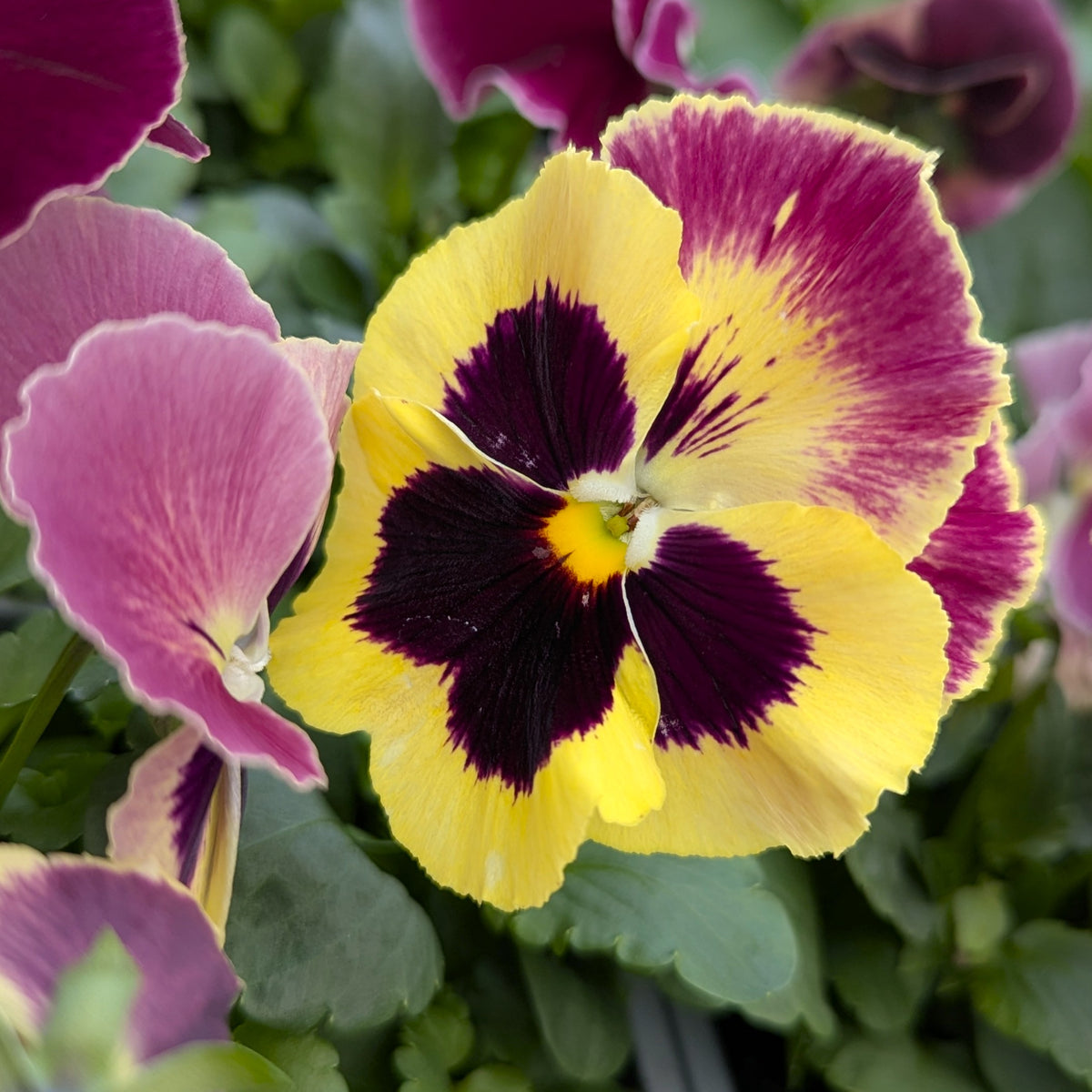 A close-up of a pansy flower with bright yellow petals, deep magenta-purple centers, and pinkish-purple edges, surrounded by green leaves and other blurred pansies.