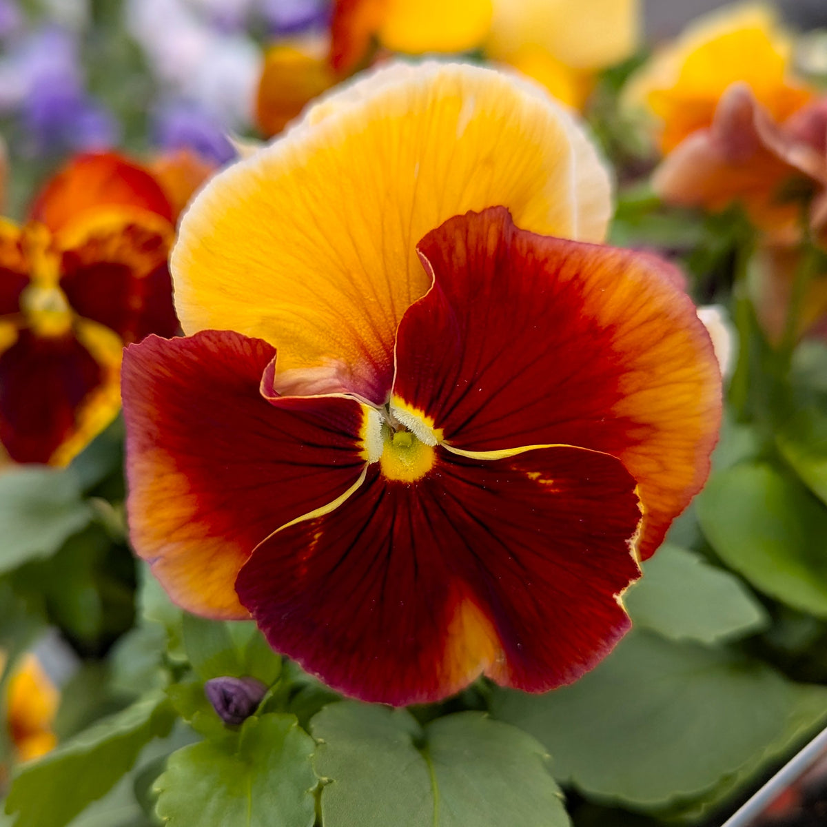 Pansy Beacon Caramel 6pk