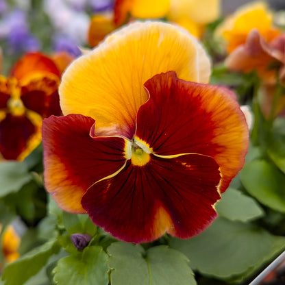 Pansy Beacon Caramel 6pk