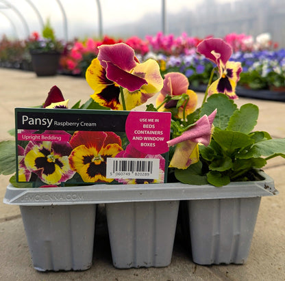 A tray of Pansy Raspberry Cream upright bedding plants in gray plastic pots, with the retail box placed in front. The flowers show yellow, pink, and purple pansy blooms with green leaves, photographed in a greenhouse setting.