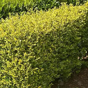 Golden Privet