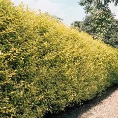 Golden Privet