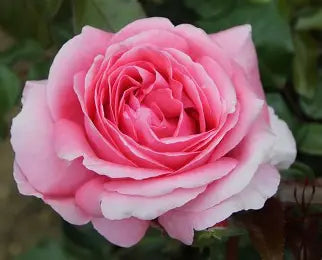 Special Anniversary Rose