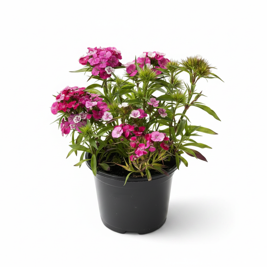 Sweet William White Background