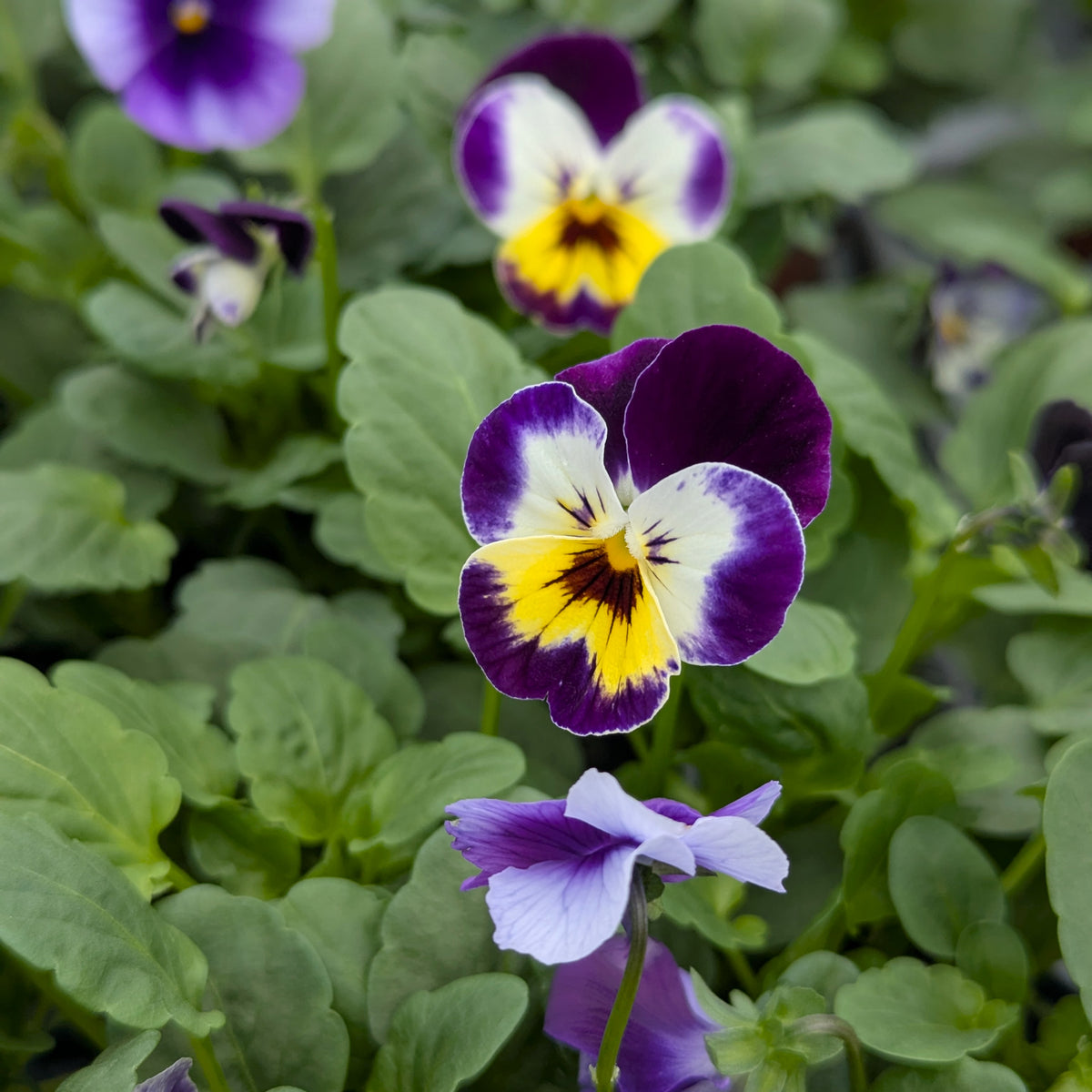 Trixies Viola