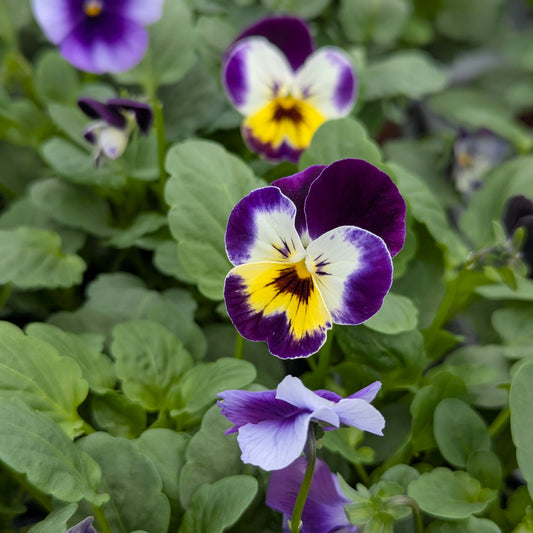 Trixi Viola