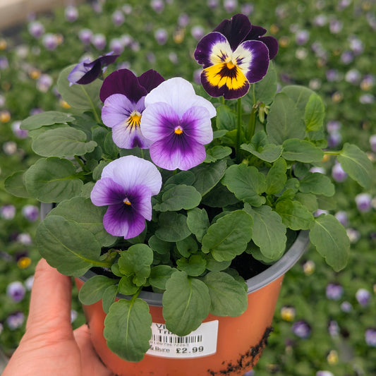 Trixies Viola