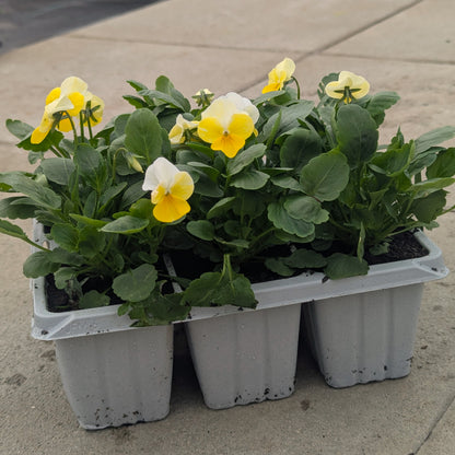 Voilas Lemon Sorbet 6pk