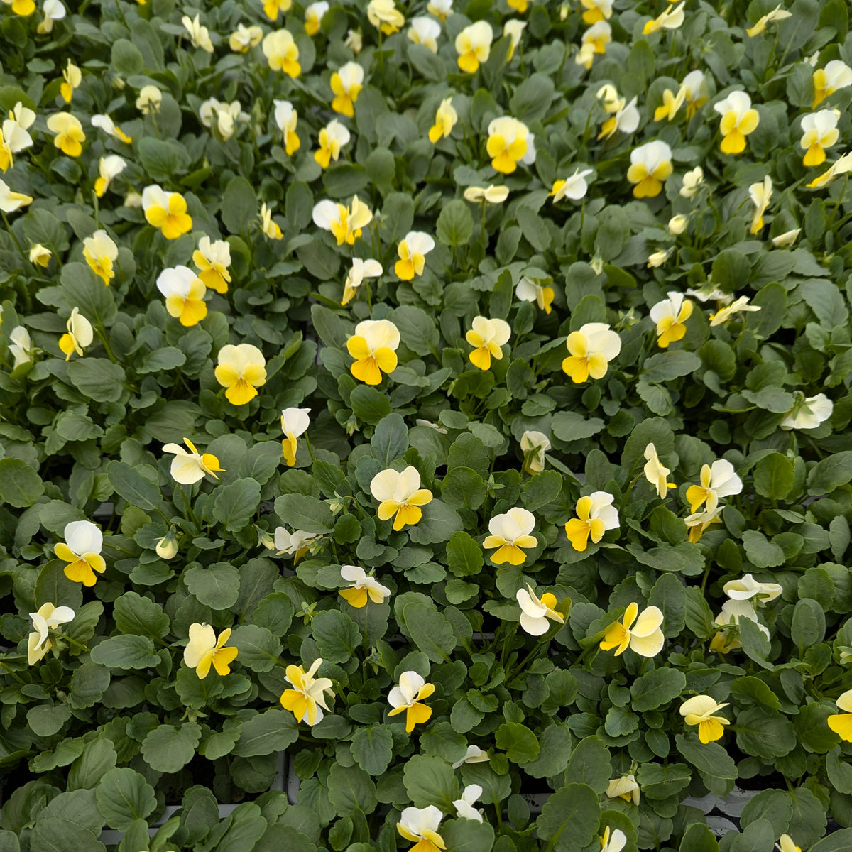 Voilas Lemon Sorbet 6pk