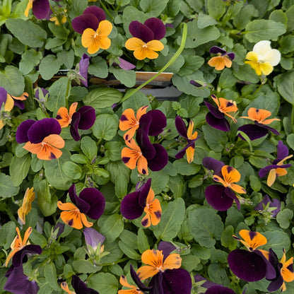 A dense cluster of pansies in shades of deep purple, bright orange, and yellow, growing together in lush green foliage.