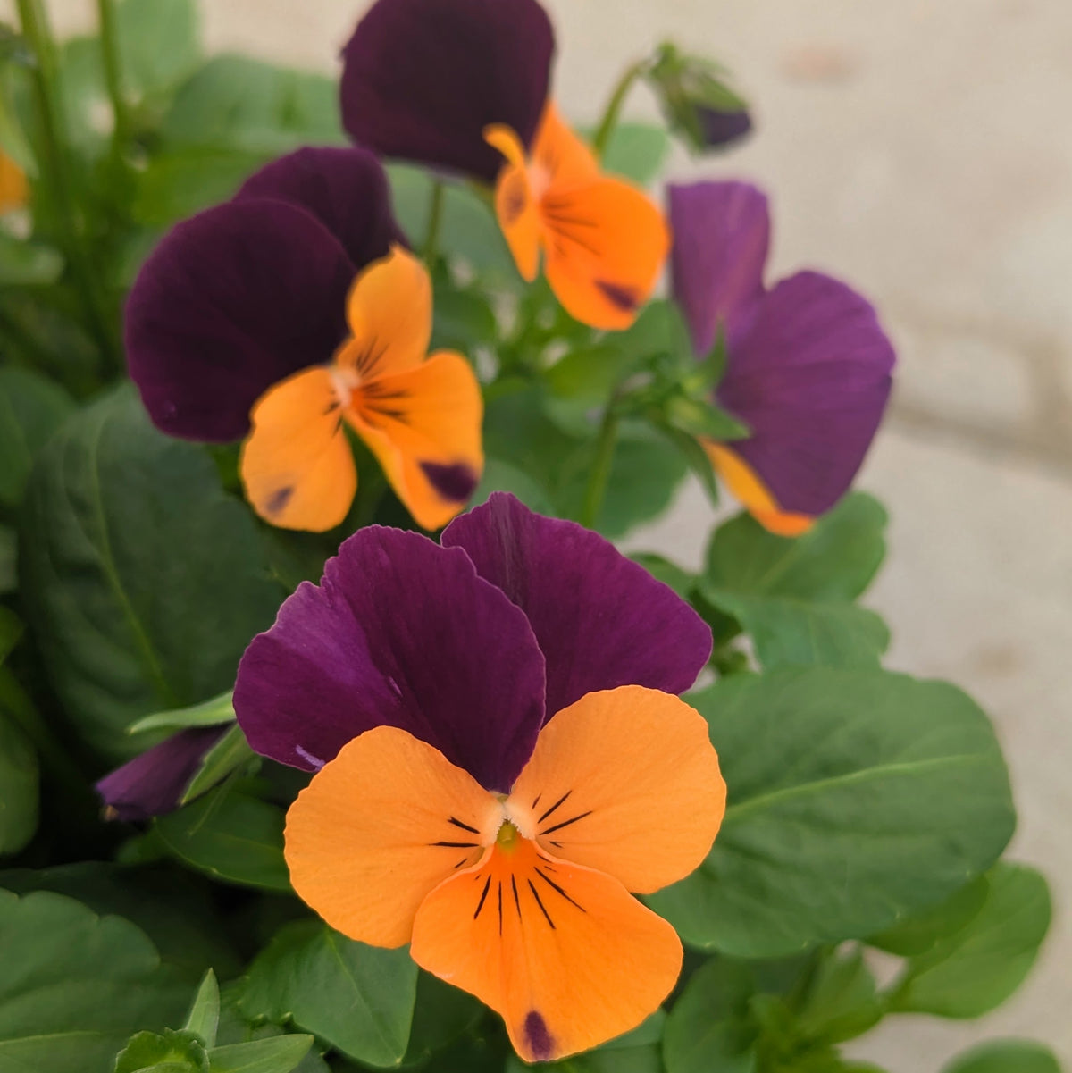 Close-up of vibrant orange and deep purple pansies with green leaves, photographed outdoors against a softly blurred light background.