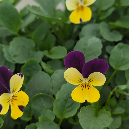 Close-up of yellow and purple violas among green leaves.