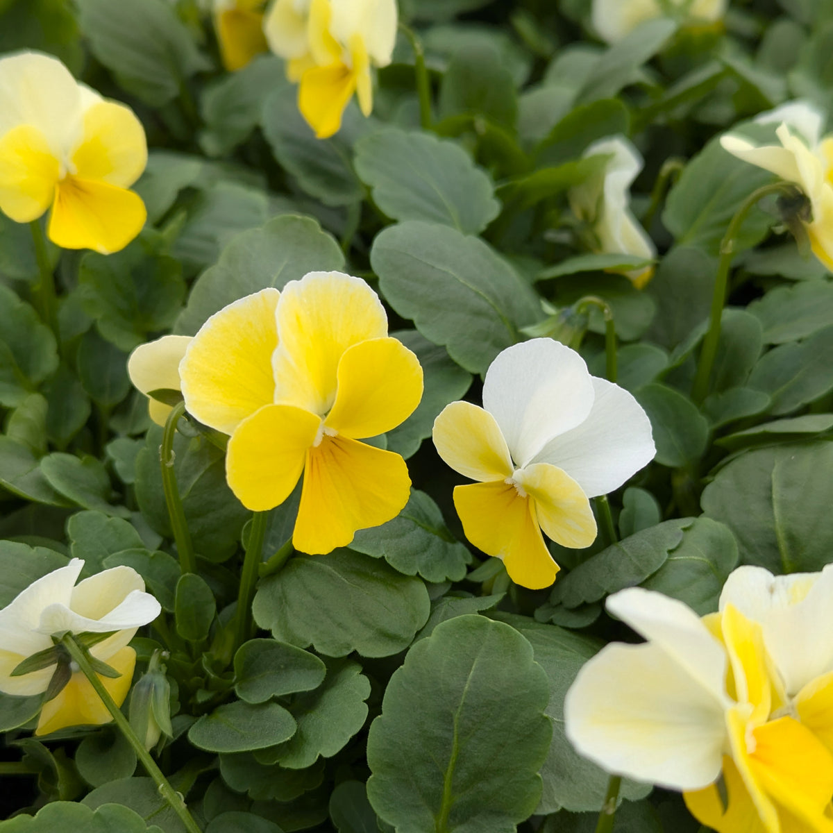Voilas Lemon Sorbet 6pk