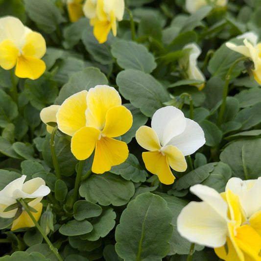 Voilas Lemon Sorbet 6pk