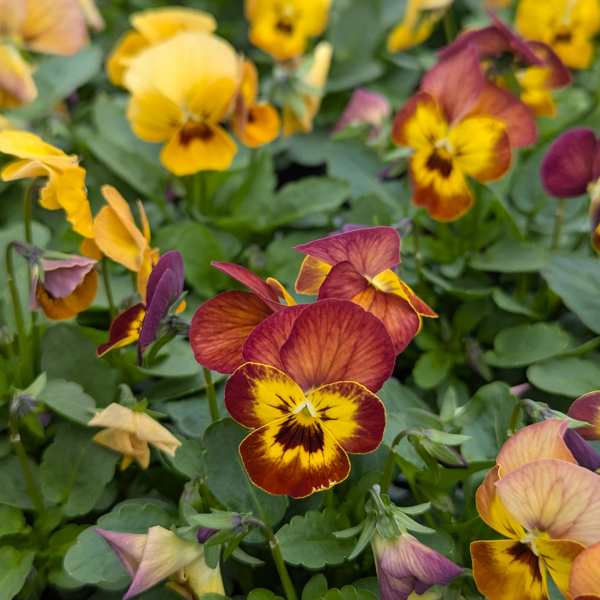 Close-up of mixed violas in a garden setting, featuring yellow, orange, and burgundy flowers with green foliage.