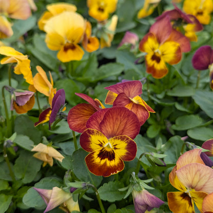 Close-up of mixed violas in a garden setting, featuring yellow, orange, and burgundy flowers with green foliage.