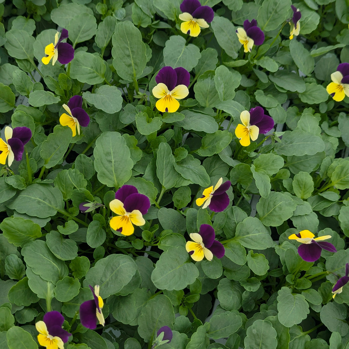 A dense patch of mottled green leaves and small viola flowers in purple, yellow, and white.