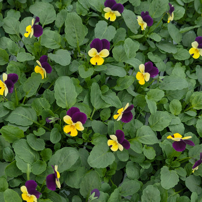 A dense patch of mottled green leaves and small viola flowers in purple, yellow, and white.