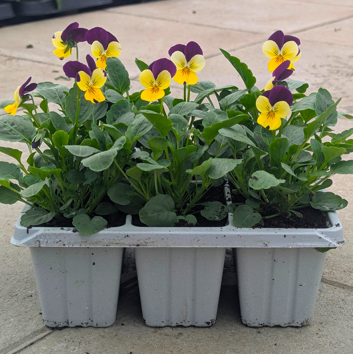 Three white plastic seed-starting trays containing young violas with green leaves and yellow-and-purple flowers, photographed outdoors on a light stone or concrete surface.