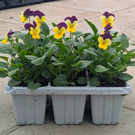 Three white plastic seed-starting trays containing young violas with green leaves and yellow-and-purple flowers, photographed outdoors on a light stone or concrete surface.