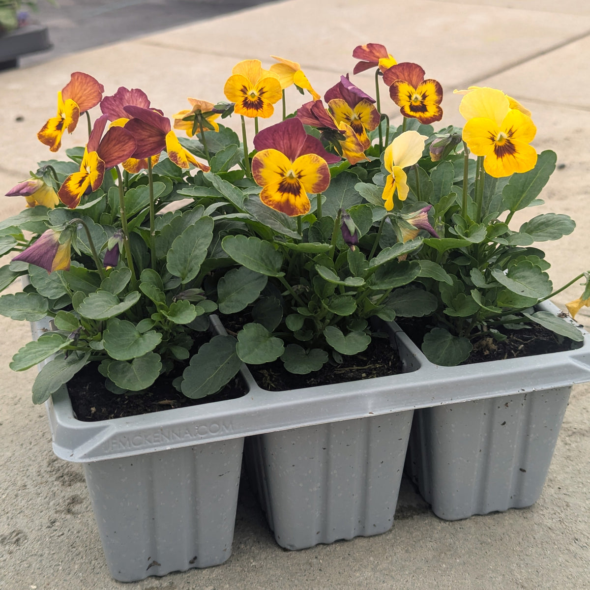 A four-pack of vibrant violas in a gray plastic nursery tray. The flowers feature yellow, red, and purple petals with dark centers, surrounded by lush green leaves, set against a light concrete background.