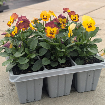 A four-pack of vibrant violas in a gray plastic nursery tray. The flowers feature yellow, red, and purple petals with dark centers, surrounded by lush green leaves, set against a light concrete background.