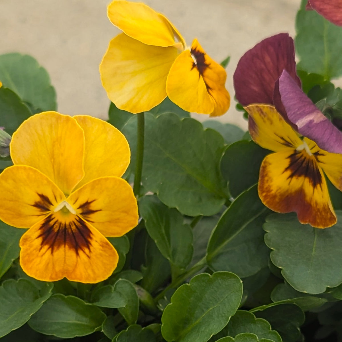 Close-up of yellow violas with dark brown centers and green leaves, with a partially visible purple pansy on the right.