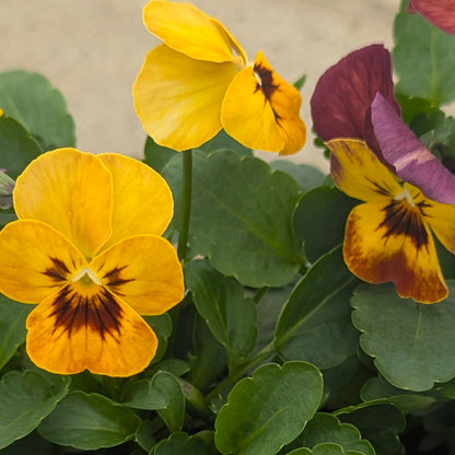 Close-up of yellow violas with dark brown centers and green leaves, with a partially visible purple pansy on the right.
