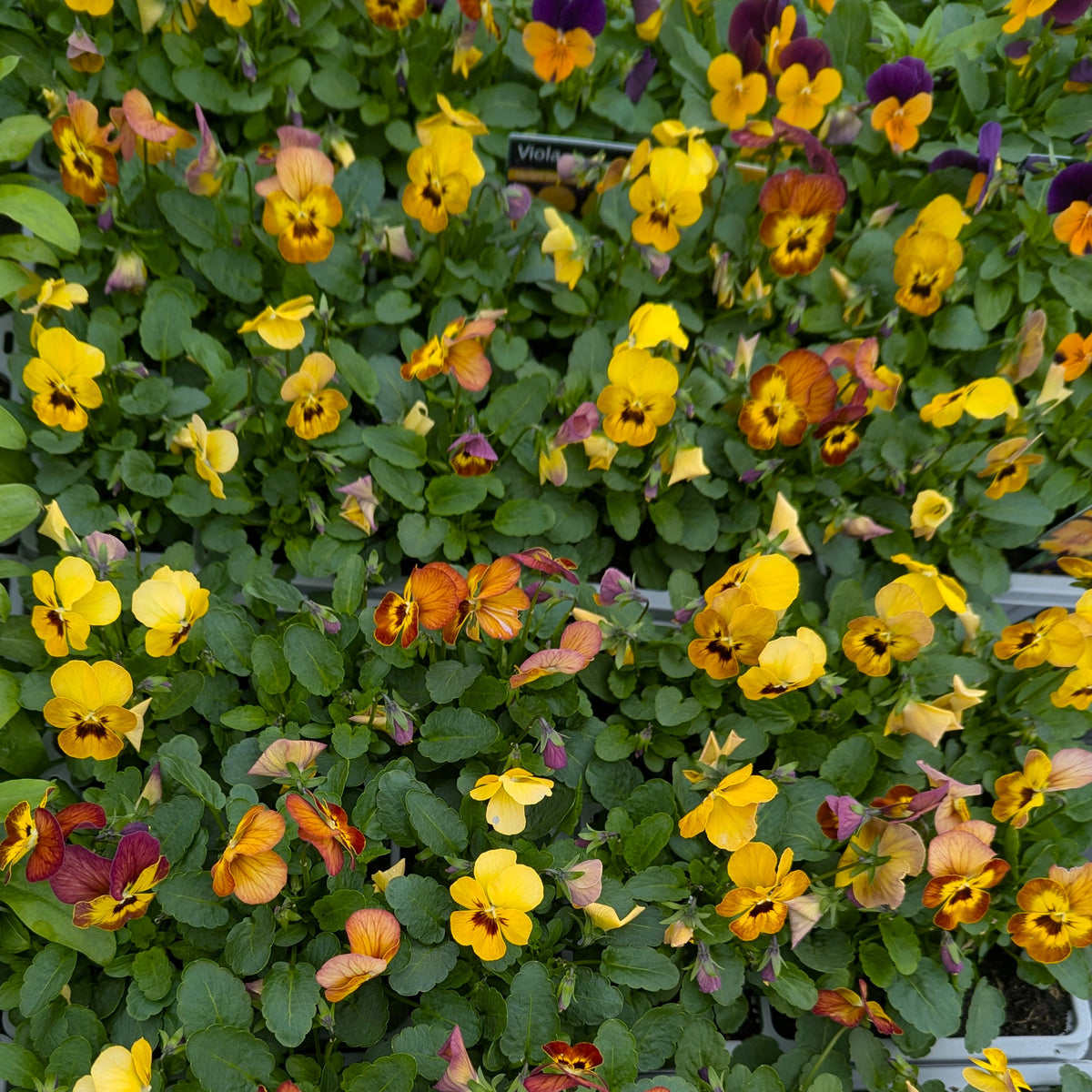 A dense cluster of flowering violas in a nursery tray, featuring a mix of yellow, orange, purple, and red blooms with green foliage.
