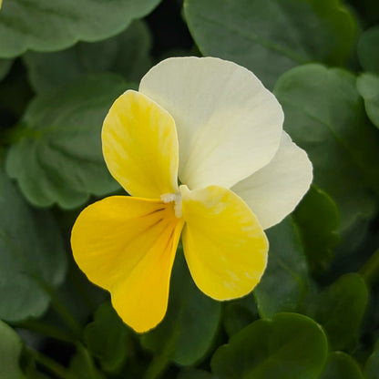 Voilas Lemon Sorbet 6pk