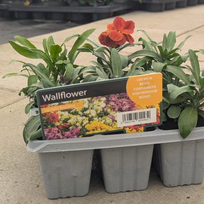 Wallflowers 6pk