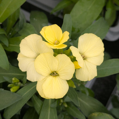Wallflowers 6pk