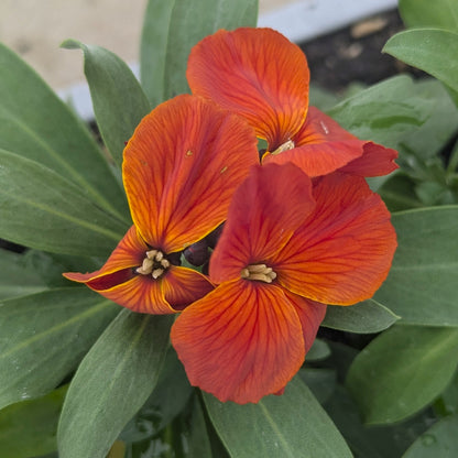 Wallflowers 6pk
