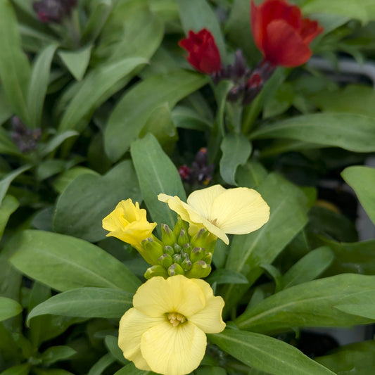 Wallflowers 6pk