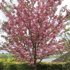 Prunus Kanzan Flowering Cherry