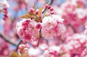Prunus Kanzan Flowering Cherry