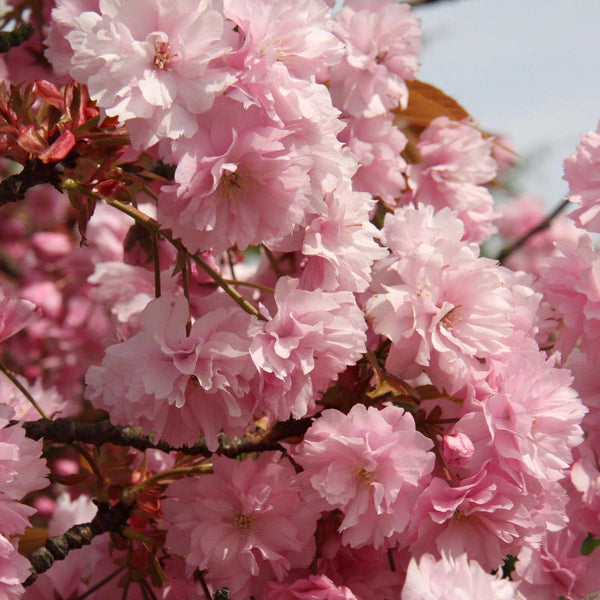 Prunus Kanzan Flowering Cherry